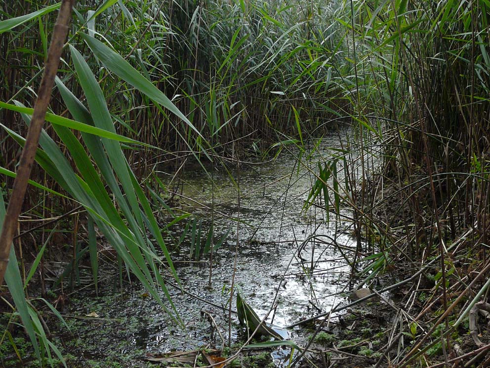 Laghetto di Montieri: biotopo meritevole!